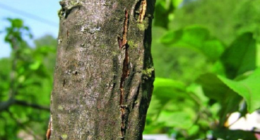 Proč se na kmeni jabloně objevuje plíseň a jak se vypořádat s nemocí, prevence